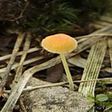 Oranje dwergmycena